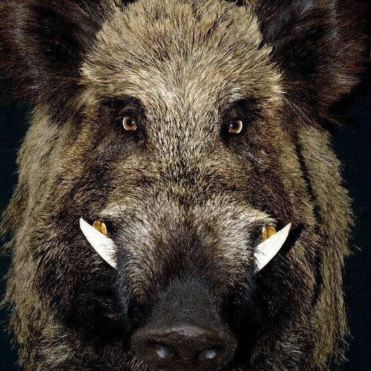 cd43f1d0bdc9ebae5d72a683f1328b55